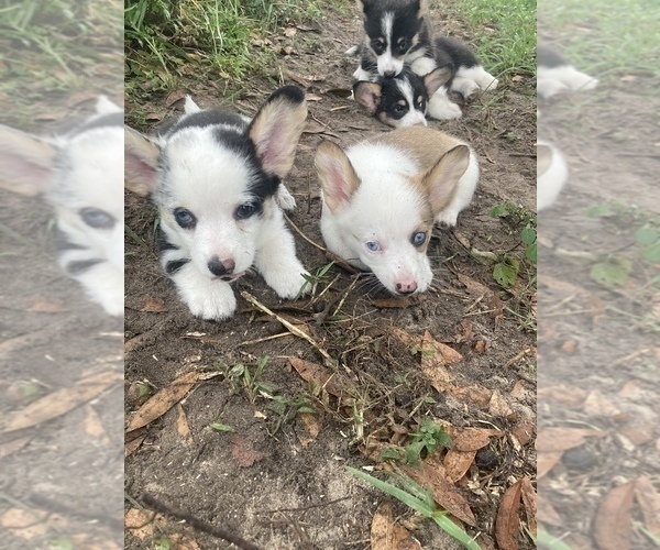 Medium Photo #17  Breeder Profile in BRANDON, FL, USA