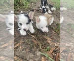 Small #16 Breeder Profile image