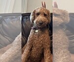 Small #21 Breeder Profile image