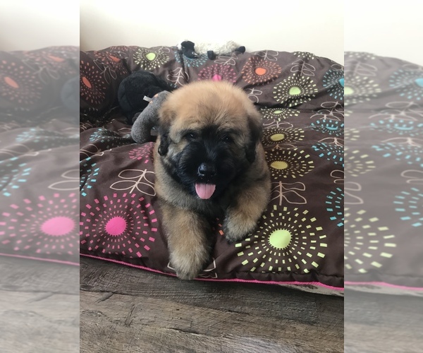 Medium Photo #6  Breeder Profile in HASTINGS, MI, USA