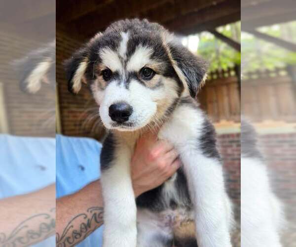 Medium Photo #6  Breeder Profile in HICKORY, NC, USA