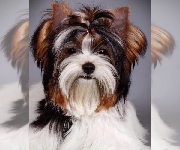Medium Photo #5  Breeder Profile in CONCORD, CA, USA