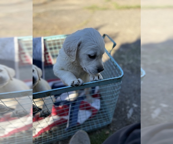 Medium Photo #30  Breeder Profile in PAUMA VALLEY, CA, USA