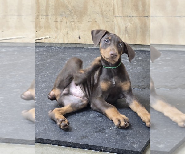 Medium Photo #18  Breeder Profile in COLUMBIA CITY, IN, USA