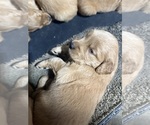 Small #26 Breeder Profile image