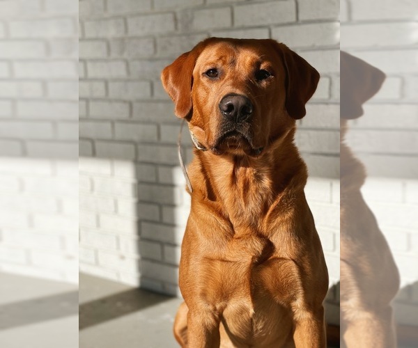 Medium Photo #4  Breeder Profile in CANTON, GA, USA