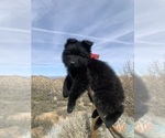 Small #140 Breeder Profile image