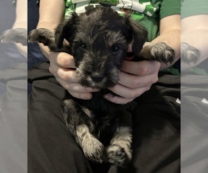 Medium Breeder Profile Photo