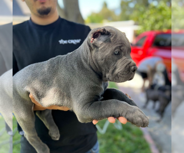 Medium Photo #19  Breeder Profile in REEVESVILLE, SC, USA