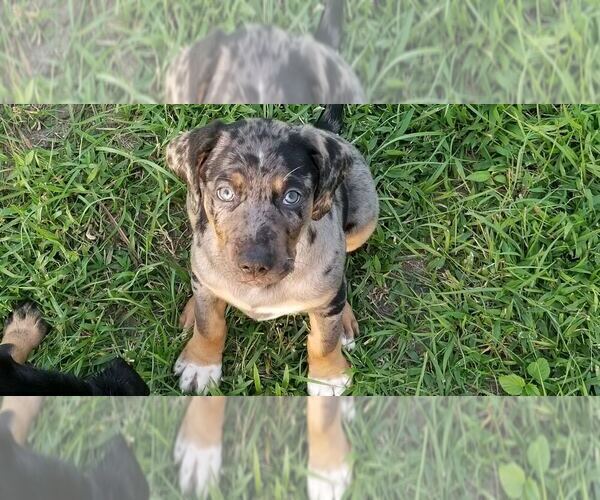 Medium Photo #1  Breeder Profile in FIRDALE, WA, USA