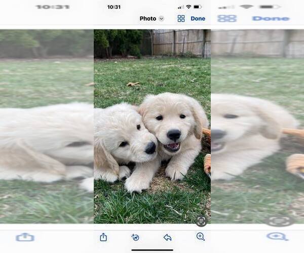 Medium Photo #2  Breeder Profile in EATONTOWN, NJ, USA