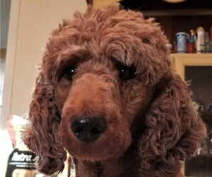 Poodle (Standard) Dog Breeder near WILSON, CT, USA