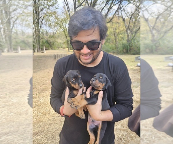 Medium Photo #19  Breeder Profile in FORT LAUDERDALE, FL, USA