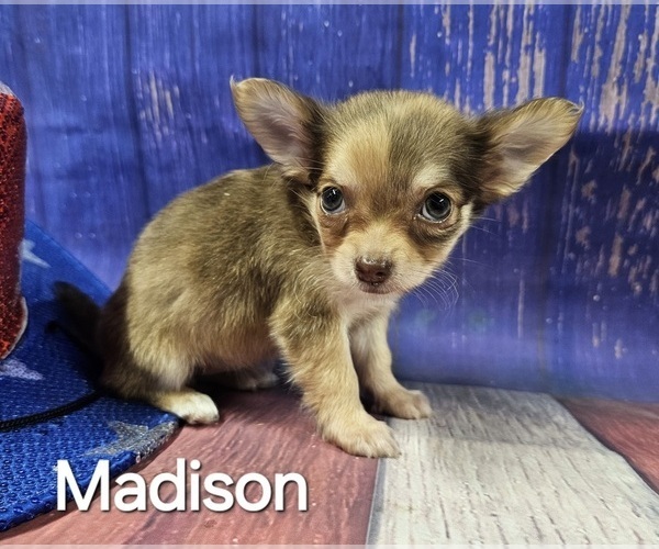 Medium Photo #6  Breeder Profile in HOMERVILLE, GA, USA