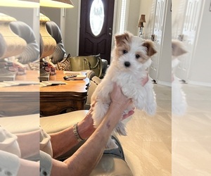 Yorkshire Terrier Dog Breeder near KELLER, TX, USA