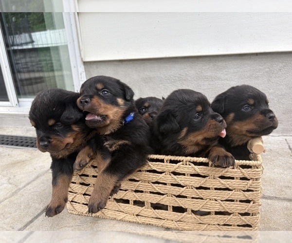 Medium Photo #3  Breeder Profile in DEER PARK, NY, USA