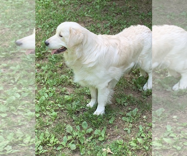 Medium Photo #45  Breeder Profile in LAKE GEORGE, NY, USA
