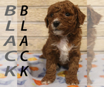 Small breeder photo