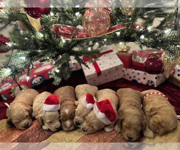 Medium Photo #1  Breeder Profile in GRAND RAPIDS, MI, USA