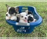 Small #19 Breeder Profile image
