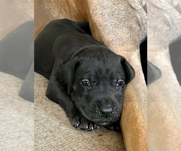 Medium Photo #3  Breeder Profile in LANGHORNE, PA, USA