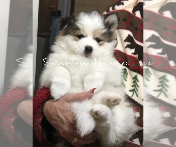 Medium Photo #20  Breeder Profile in GOLDEN VALLEY, AZ, USA