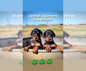 Doberman Pinscher Dog Breeder near CHICKASHA, OK, USA