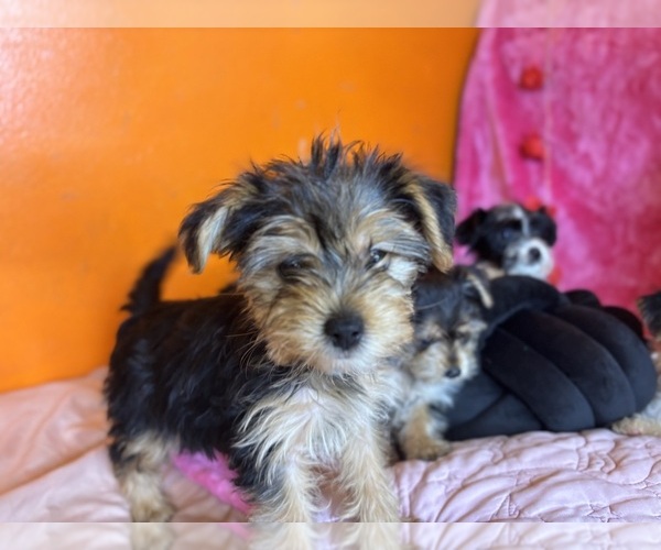 Medium Photo #4  Breeder Profile in WADESBORO, NC, USA