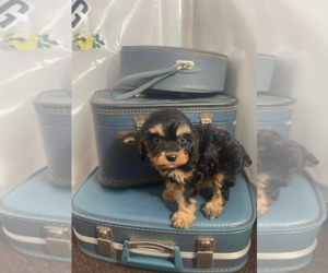 Cavapoo Dog Breeder near CARLISLE, KY, USA