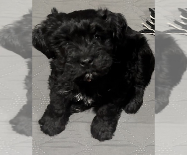 Medium Photo #2  Breeder Profile in PORT ORANGE, FL, USA