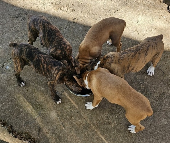 Medium Photo #1  Breeder Profile in ADAMSVILLE, TN, USA