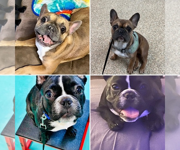 Medium Photo #1  Breeder Profile in ETOWAH, TN, USA