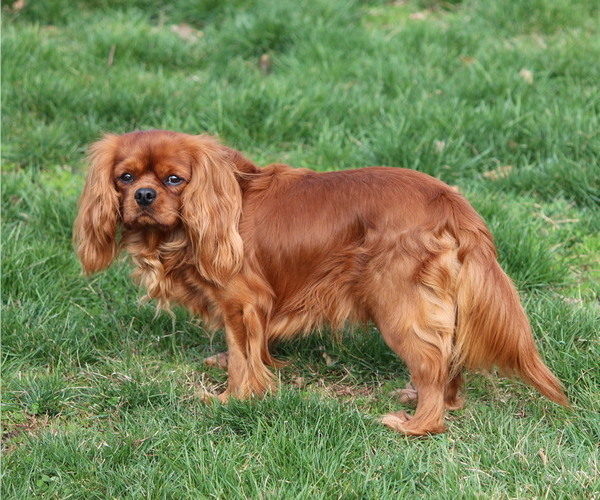 Medium Photo #4  Breeder Profile in GRINNELL, IA, USA