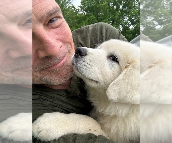 Medium Photo #7  Breeder Profile in LEBANON, TN, USA