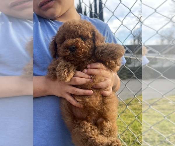 Medium Photo #1  Breeder Profile in CORONA, CA, USA