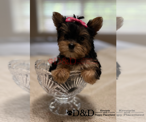 Medium Photo #1  Breeder Profile in RIPLEY, MS, USA