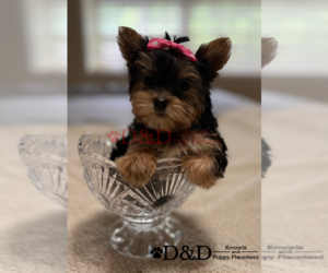 Main photo of Poodle (Toy) Dog Breeder near RIPLEY, MS, USA