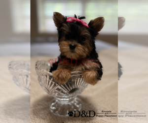 Yorkshire Terrier Dog Breeder near RIPLEY, MS, USA