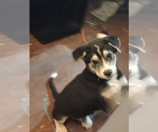 Medium Photo #1  Breeder Profile in LA GRANGE, TX, USA
