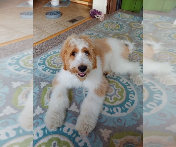 Medium Photo #9  Breeder Profile in FRANKLIN, TN, USA