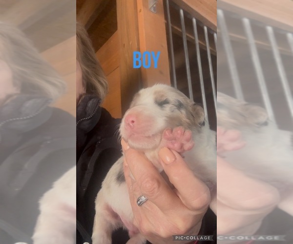Medium Photo #4  Breeder Profile in OWINGSVILLE, KY, USA
