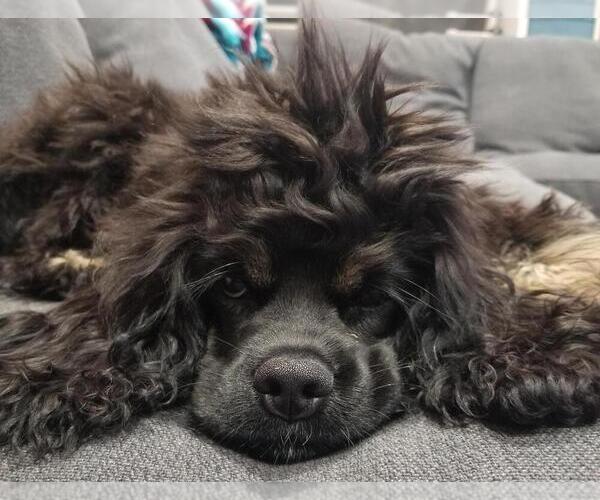 Medium Photo #62  Breeder Profile in Aylmer, Ontario, Canada