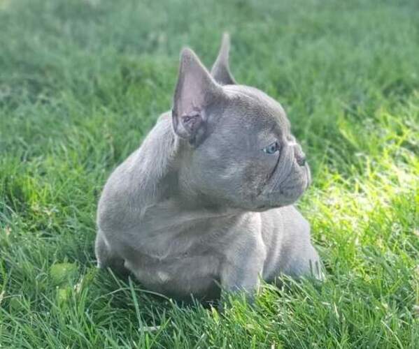 Medium Photo #1  Breeder Profile in GRAND JCT, CO, USA