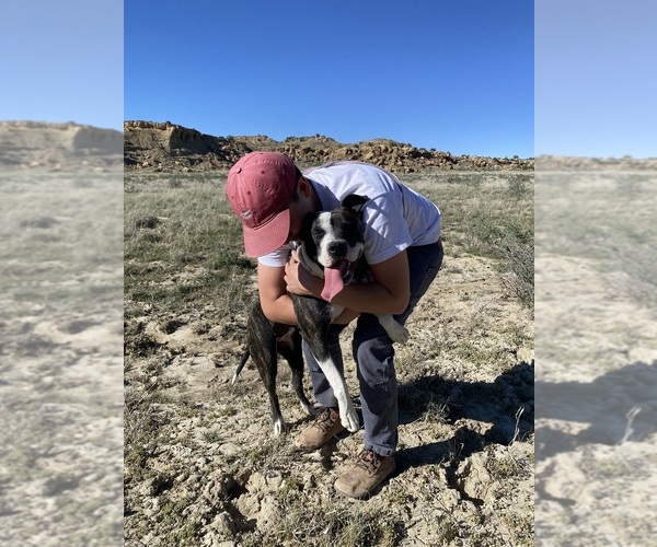 Medium Photo #11  Breeder Profile in GALLUP, NM, USA