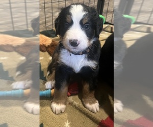 Bernese Mountain Dog Dog Breeder near HANOVER, OH, USA
