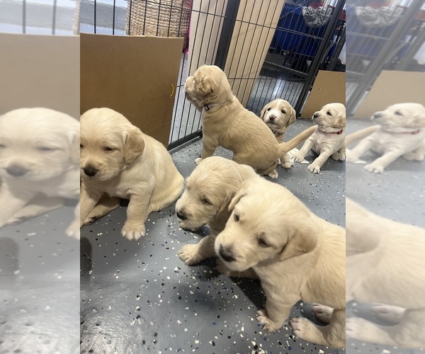 Medium Photo #11  Breeder Profile in FORT LAUDERDALE, FL, USA