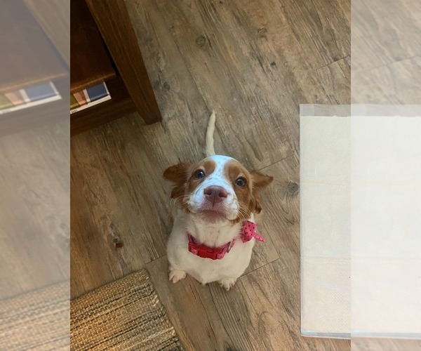 Medium Photo #180  Breeder Profile in HORTENSE, GA, USA