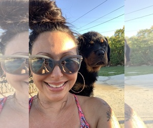 Rottweiler Dog Breeder near ONTARIO, CA, USA