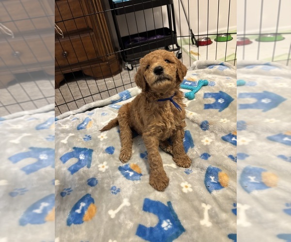 Medium Photo #23  Breeder Profile in CEDAR RAPIDS, IA, USA