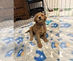 Small #22 Breeder Profile image